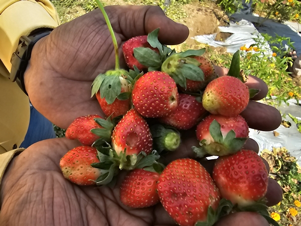 Dana ma dtroberi ni kheti Dana ma dtroberi ni kheti