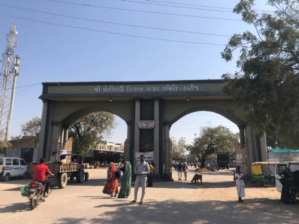 હારીજ એપીએમસીમાં તુવેરની આવકમાં 2 ગણો વધારો, ખેડૂતોને ₹1400 થી ₹1700 ભાવ