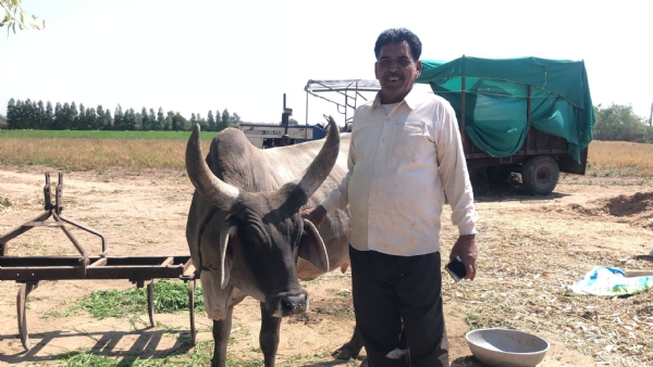 દેશી કાંકરેજી ગાયના પશુપાલનથી સફળતા: નાયકા ગામના પ્રવીણભાઈ પટેલ બન્યા પ્રેરણારૂપ