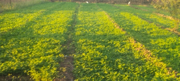 6 વર્ષથી ગાય આધારિત પ્રાકૃતિક ખેતી કરતા રેલ્વા ગામના ખેડૂતમિત્ર તુલસી વસાવા 6 વર્ષથી ગાય આધારિત પ્રાકૃતિક ખેતી કરતા રેલ્વા ગામના ખેડૂતમિત્ર તુલસી વસાવા