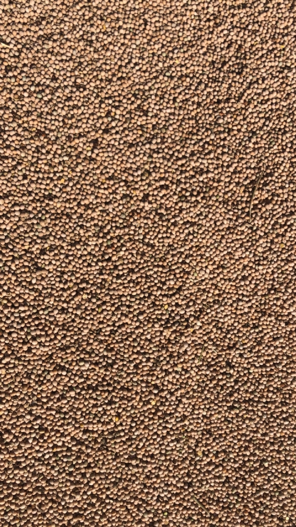 કડી APMCમાં તુવેર અને એરંડાની મબલક આવક, ખેડૂતોમાં ઉત્સાહ