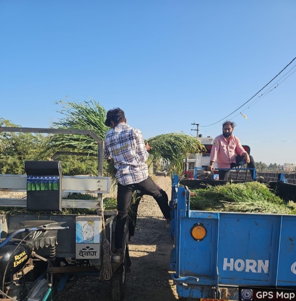 પોરબંદર શહેરમાં જાહેરમાં ઘાસચારો વેચનાર સામે મહાનગરપાલિકાની કાર્યવાહી. પોરબંદર શહેરમાં જાહેરમાં ઘાસચારો વેચનાર સામે મહાનગરપાલિકાની કાર્યવાહી.