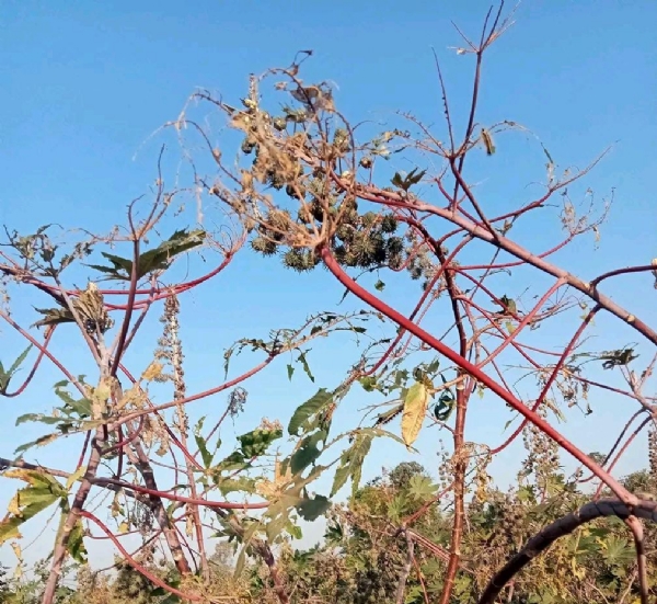 ઉત્તર ગુજરાતમાં કાતરા ઈયળનો ઉપદ્રવ: એરંડા અને ચારા પાકને નુકસાન