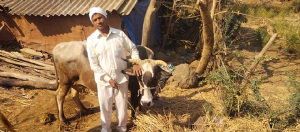 6 વર્ષથી ગાય આધારિત પ્રાકૃતિક ખેતી કરતા રેલ્વા ગામના ખેડૂતમિત્ર તુલસી વસાવા 6 વર્ષથી ગાય આધારિત પ્રાકૃતિક ખેતી કરતા રેલ્વા ગામના ખેડૂતમિત્ર તુલસી વસાવા