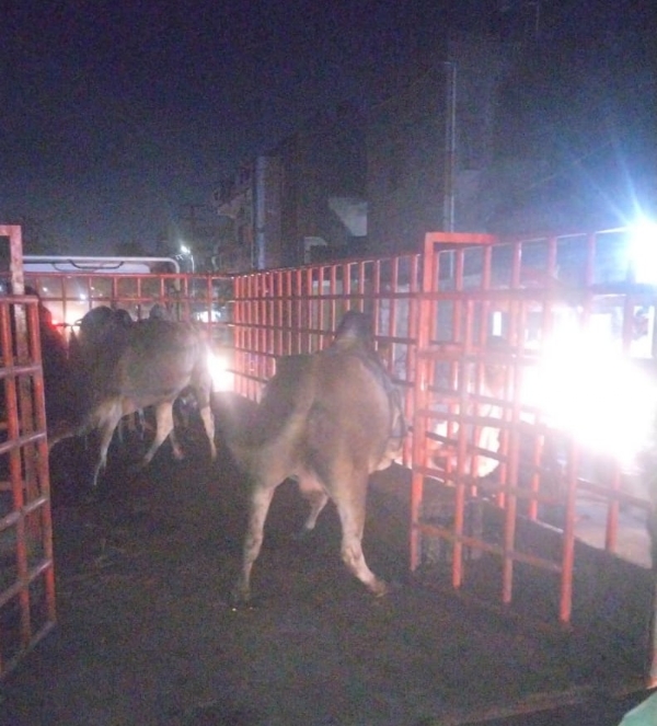 મહાનગરપાલિકા દ્વારા કડિયા પ્લોટ વિસ્તારમાથી રખડતા પશુ પકડવાની કાર્યવાહી કરાઇ.