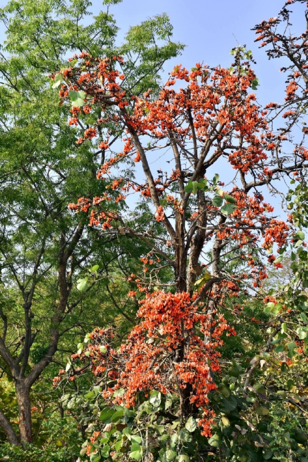 The unique beauty of the Kesuda flower