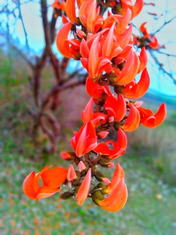 The unique beauty of the Kesuda flower