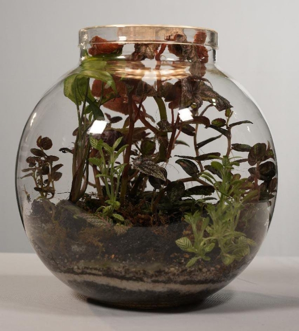 કાચના બાઉલમાં હરિયાળો વિશ્વ ઊભું કરતું ટેરેરિયમ આર્ટ કાચના બાઉલમાં હરિયાળો વિશ્વ ઊભું કરતું ટેરેરિયમ આર્ટ