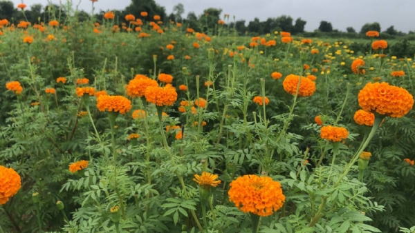 પરંપરાગત ખેતી છોડીને ફૂલની બાગાયતથી સફળતા મેળવતા હરિભાઈ ચૌધરી પરંપરાગત ખેતી છોડીને ફૂલની બાગાયતથી સફળતા મેળવતા હરિભાઈ ચૌધરી