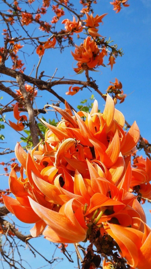 The unique beauty of the Kesuda flower