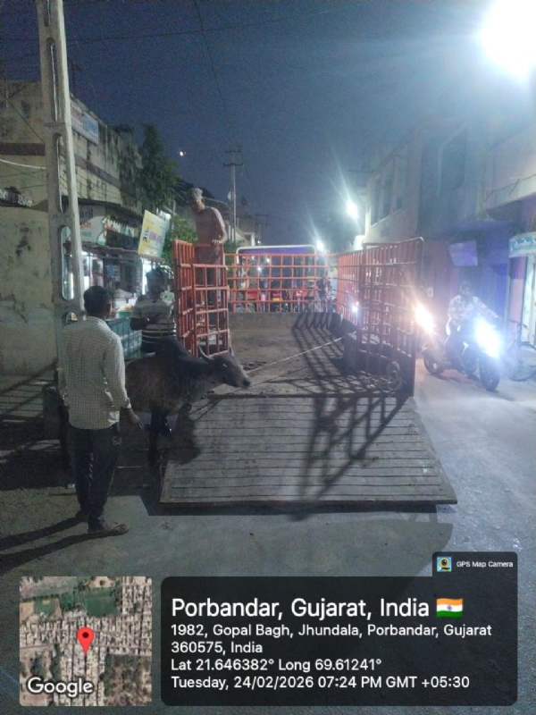 મહાનગરપાલિકા દ્વારા કડિયા પ્લોટ વિસ્તારમાથી રખડતા પશુ પકડવાની કાર્યવાહી કરાઇ.