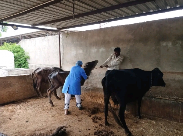 01-માર્ચથી પાટણ જિલ્લામાં ખરવા-મોવાસા સામે 5.20 લાખ પશુઓનું રસીકરણ અભિયાન