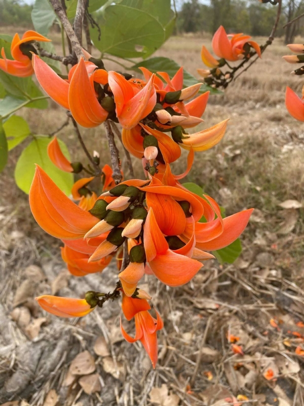 The unique beauty of the Kesuda flower