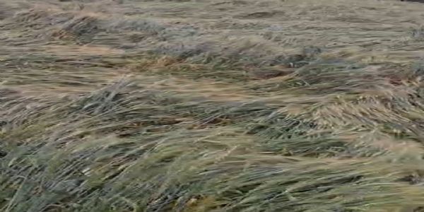 ગીર સોમનાથના ભુવાટીંબી ગામમાં કમોસમી વરસાદના કારણે ખેડૂતોના વાવેલા ઘઉંની હાલત કફોડી