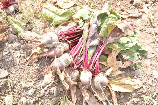 રાણાકંડારણા ગામના  કૃષિકારએ પ્રાકૃતિક ખેતી અપનાવી ઝેરમુક્ત ખેતીની નવી રાહ ચીંધી.