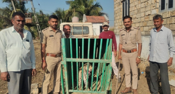 ગ્રામજનોમાં ભય ફેલાવનાર વેરાવળના ઈશ્વરીયા ગામે દીપડી પાંજરે પુરાઈ