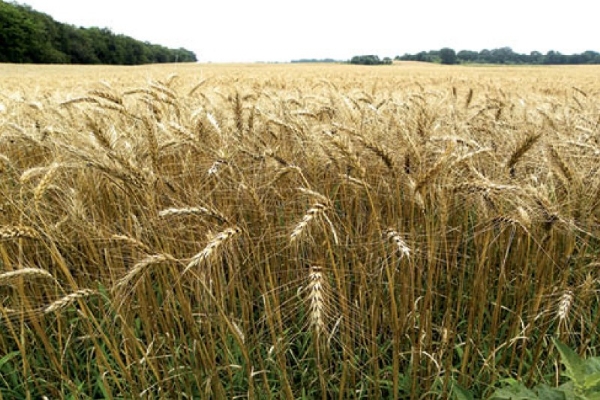 પોરબંદર જિલ્લામાં એક લાખ હેકટરમાં રવીપાક નું વાવેતર.