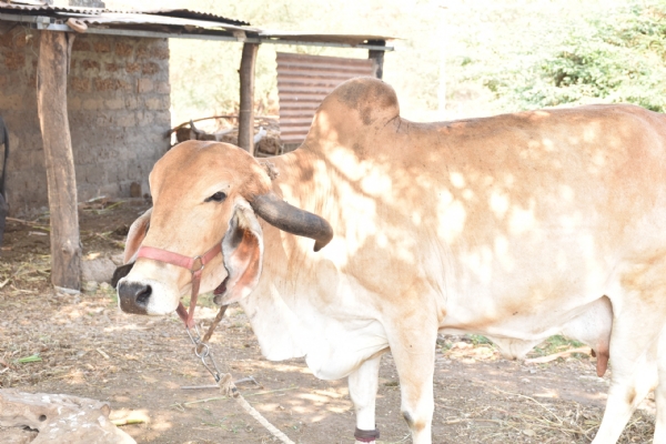 રાણાકંડારણા ગામના  કૃષિકારએ પ્રાકૃતિક ખેતી અપનાવી ઝેરમુક્ત ખેતીની નવી રાહ ચીંધી.