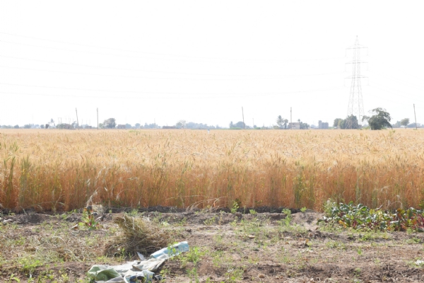 રાણાકંડારણા ગામના  કૃષિકારએ પ્રાકૃતિક ખેતી અપનાવી ઝેરમુક્ત ખેતીની નવી રાહ ચીંધી.