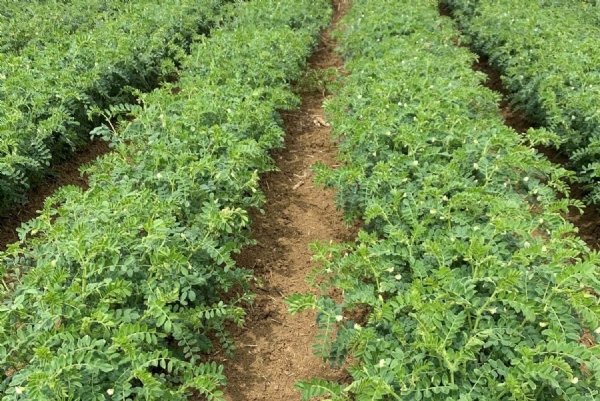 પોરબંદર જિલ્લામાં એક લાખ હેકટરમાં રવીપાક નું વાવેતર.