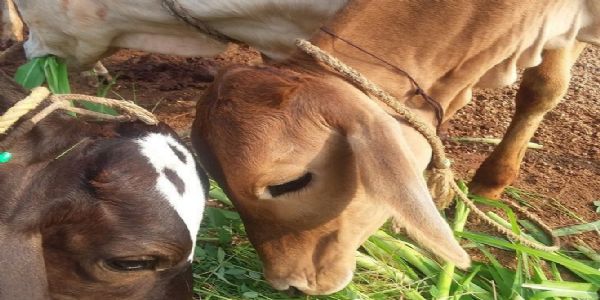 ગ્રીષ્મ લહેર દરમિયાન પશુઓની સંભાળ અનિવાર્ય: પશુપાલકોને જરૂરી તકેદારી રાખવાની અપીલ