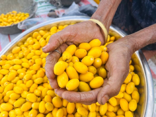 ઊંઝા–પાટણ માર્ગે કુદરતી રાયણના ઝાડ બન્યા સ્થાનિક વેપારીઓ માટે આવકનું સાધન