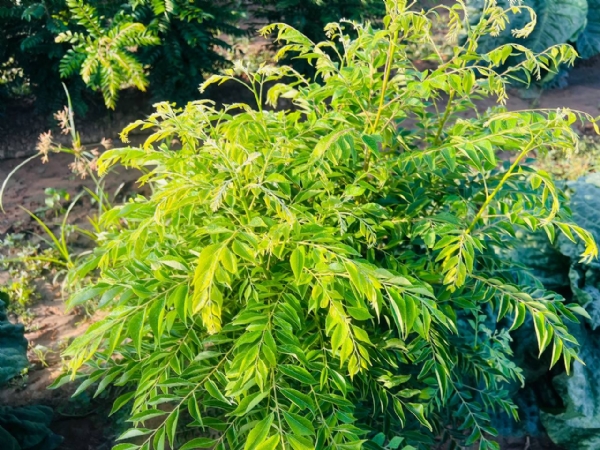 વડનગર તાલુકાના જાસ્કા ગામે મીઠી લીમડીની ખેતીનું સફળ મોડેલ, ખેડૂતને મળી રહી સારી આવક