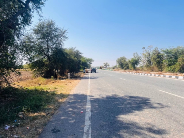 ઊંઝા–પાટણ માર્ગે કુદરતી રાયણના ઝાડ બન્યા સ્થાનિક વેપારીઓ માટે આવકનું સાધન