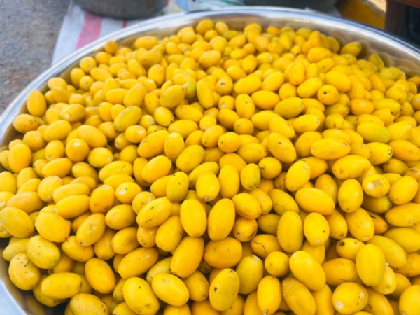 ઊંઝા–પાટણ માર્ગે કુદરતી રાયણના ઝાડ બન્યા સ્થાનિક વેપારીઓ માટે આવકનું સાધન