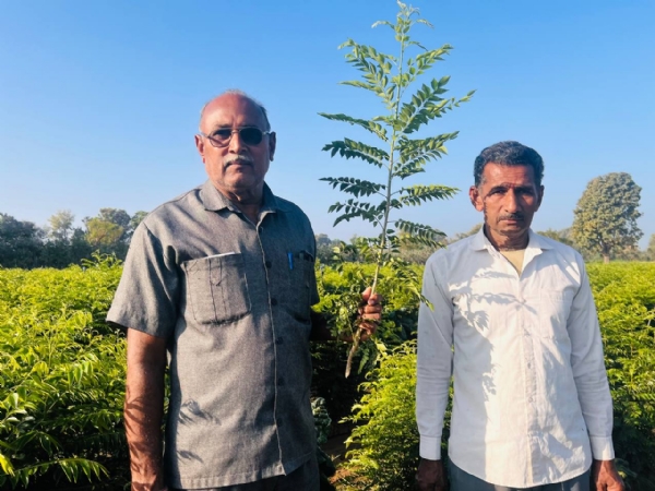 વડનગર તાલુકાના જાસ્કા ગામે મીઠી લીમડીની ખેતીનું સફળ મોડેલ, ખેડૂતને મળી રહી સારી આવક