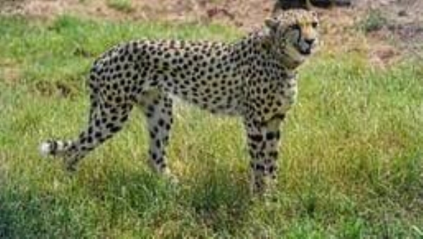 કચ્છના બન્નીમાં આકાર લેશે દેશનું અત્યાધુનિક ચિત્તા કન્ઝર્વેશન બ્રીડિંગ સેન્ટર