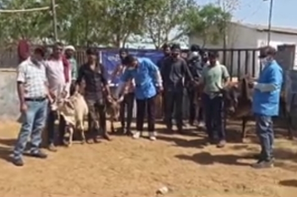 FMD vaccination campaign begins in Santalpur