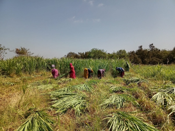 મહાનગરપાલિકા દ્વારા ગેરકાયદેસર દબાણ દૂર કરવાની કાર્યવાહી સાથે ઘાસચારાનો સદઉપયોગ.