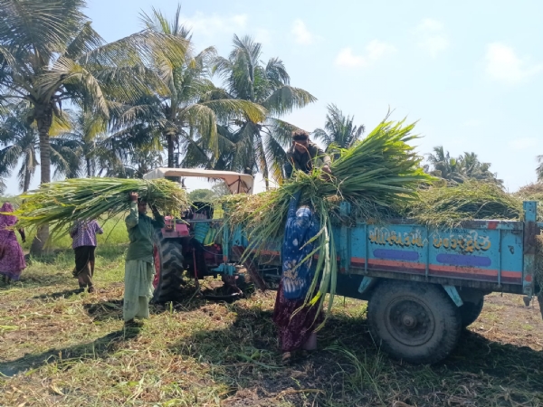 મહાનગરપાલિકા દ્વારા ગેરકાયદેસર દબાણ દૂર કરવાની કાર્યવાહી સાથે ઘાસચારાનો સદઉપયોગ.