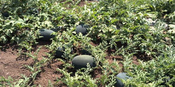 ભાવનગર જિલ્લામાં રહેતા આ ખેડૂત તરબૂચની ખેતી કરી લાખો રૂપિયાની આવક મેળવી રહ્યા છે