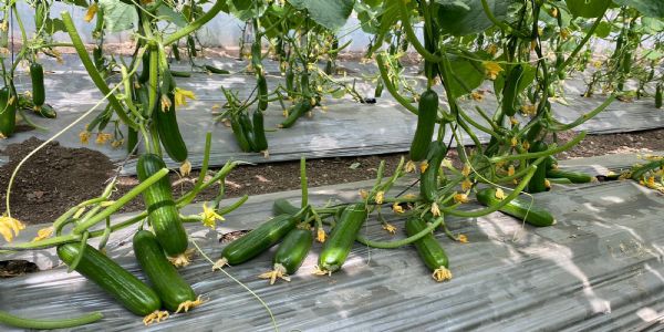 કાકડી, ટામેટા, મરચા સહિતના પાકોમાં રક્ષિત ખેતી કરતાં અશોકભાઈ દેલવાડીયા