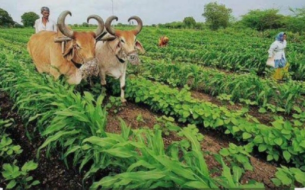 પ્રતિકાત્મક તસ્વીર