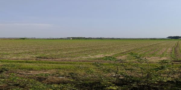 કમોસમી વરસાદની આગાહી વચ્ચે પોતાના મહામૂલા પાકને સુરક્ષિત રાખવા, કૃષિ વિભાગે જાહેર કરેલી માર્ગદર્શિકા અચૂક અનુસરવી