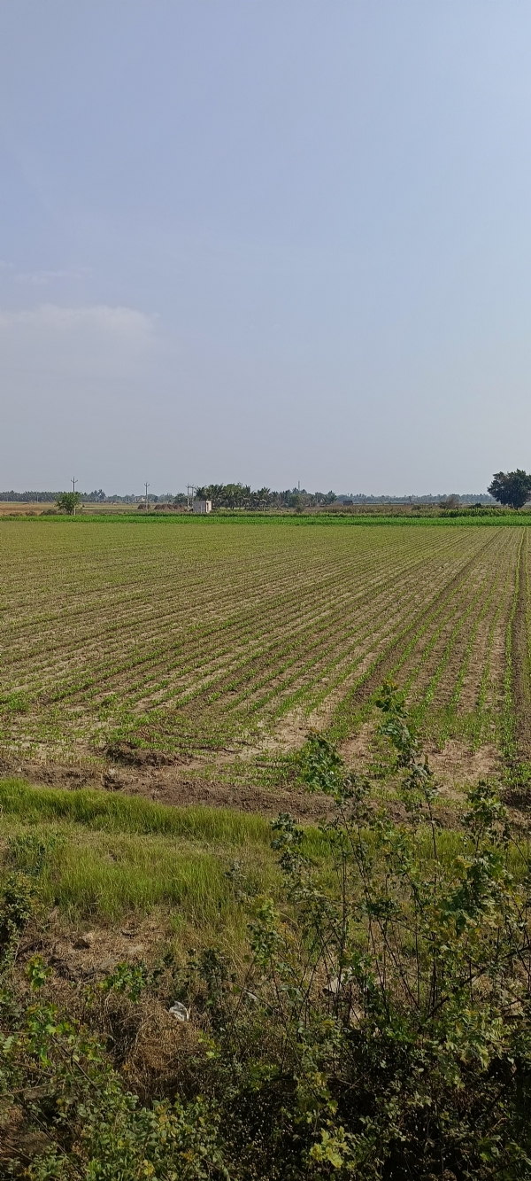 કમોસમી વરસાદની આગાહી વચ્ચે પોતાના મહામૂલા પાકને સુરક્ષિત રાખવા