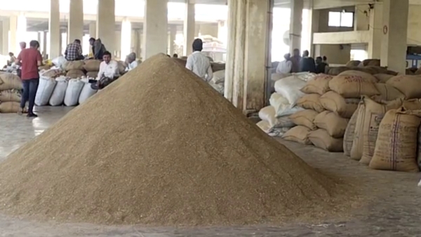 રાજકોટ માર્કેટ યાર્ડમાં ધાણા, ઘઉં, જીરું સહિત વિવિધ કૃષિ ઉપજની આવક,ભાવ મજબૂત રહેતા ખેડૂતોમાં ખુશી રાજકોટ માર્કેટ યાર્ડમાં ધાણા, ઘઉં, જીરું સહિત વિવિધ કૃષિ ઉપજની આવક,ભાવ મજબૂત રહેતા ખેડૂતોમાં ખુશી