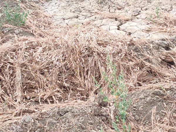 કમોસમી વરસાદે ઇસબગુલના પાકને ફટકો, પાટણમાં ખેડૂતોને લાખોનું નુકસાન