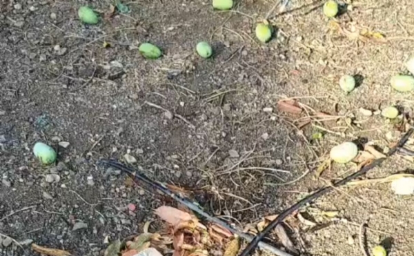 કમોસમી વરસાદ