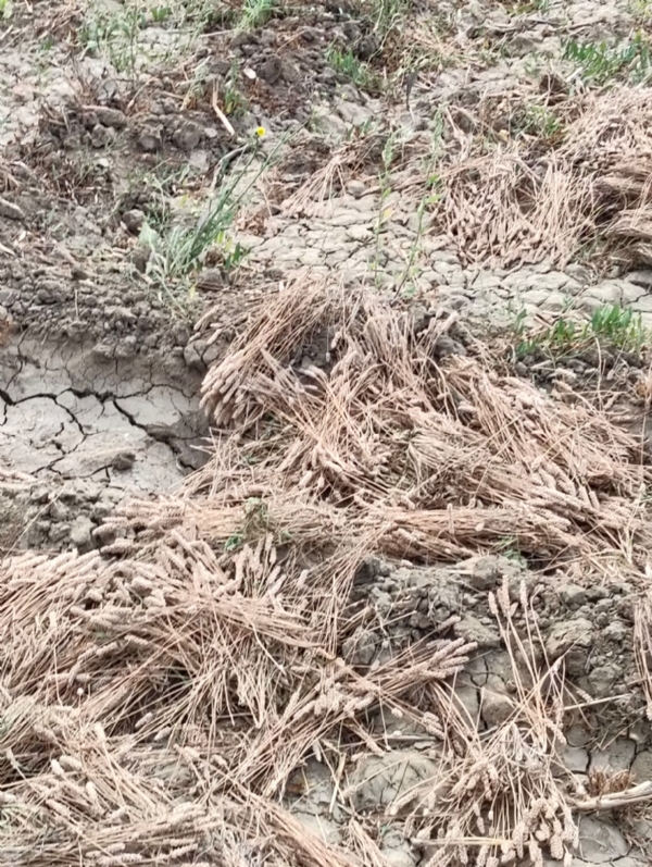 કમોસમી વરસાદે ઇસબગુલના પાકને ફટકો, પાટણમાં ખેડૂતોને લાખોનું નુકસાન