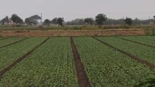 પોરબંદર પંથકમાં વાદળછાયા વાતાવરણ વચ્ચે વરસાદના અમી છાટણા.