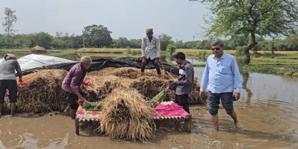 કમોસમી વરસાદની આગાહી વચ્ચે, પોતાના મહામૂલા પાકને સુરક્ષિત રાખવા કૃષિ વિભાગે જાહેર કરેલી માર્ગદર્શિકા અચૂક અનુસરવી