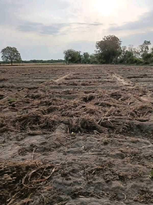 કમોસમી વરસાદે ઇસબગુલના પાકને ફટકો, પાટણમાં ખેડૂતોને લાખોનું નુકસાન