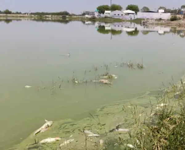 રણાસર તળાવમાં માછલીઓના મૃત્યુથી દુર્ગંધ, લોકો પરેશાન