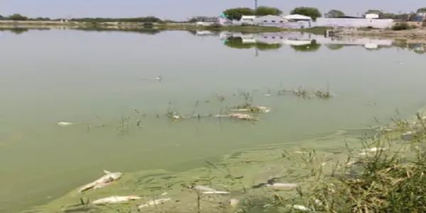 રણાસર તળાવમાં માછલીઓના મૃત્યુથી દુર્ગંધ, લોકો પરેશાન