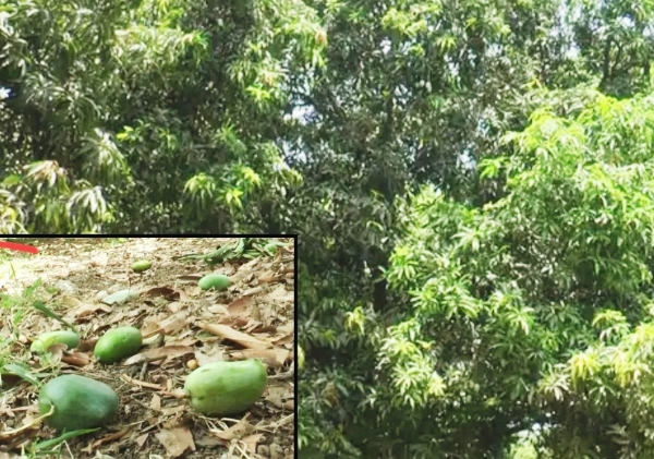 ભરૂચ જિલ્લામાં વાવાઝોડા અને માવઠાનો કહેર ખેડૂતો થાશે પાયમાલ ભરૂચ જિલ્લામાં વાવાઝોડા અને માવઠાનો કહેર ખેડૂતો થાશે પાયમાલ