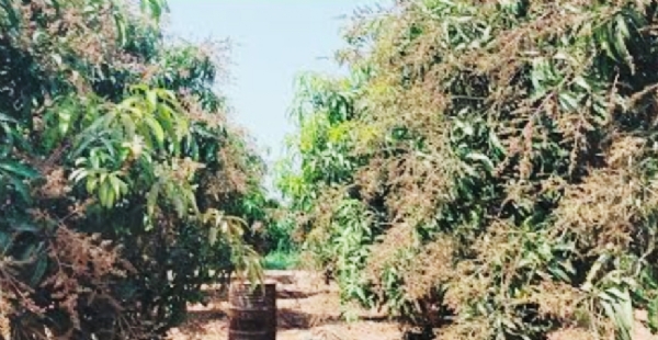 ભરૂચ જિલ્લામાં વાવાઝોડા અને માવઠાનો કહેર ખેડૂતો થાશે પાયમાલ ભરૂચ જિલ્લામાં વાવાઝોડા અને માવઠાનો કહેર ખેડૂતો થાશે પાયમાલ